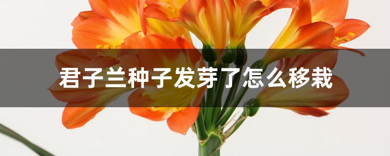 君子兰种子发芽了怎么移栽 君子兰种子发芽了怎么移栽