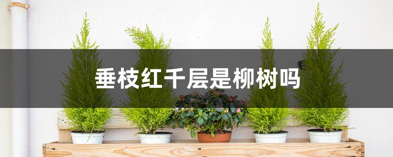 垂枝红千层是柳树吗 垂枝红千层是柳树吗