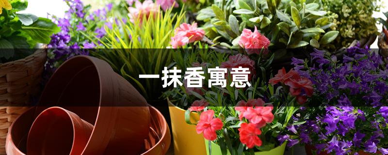 一抹香寓意