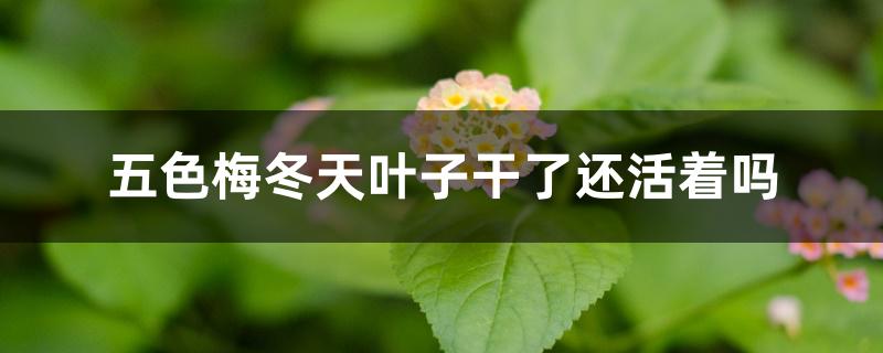 五色梅冬天叶子干了还活着吗 五色梅冬天叶子干了还活着吗