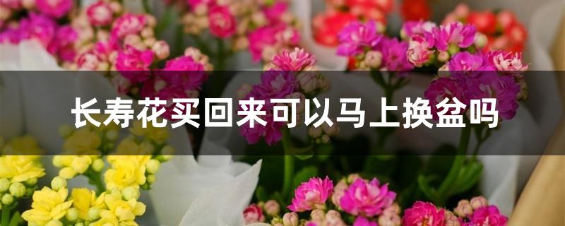 长寿花买回来可以马上换盆吗 长寿花买回来可以马上换盆吗