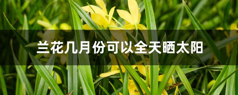 兰花几月份可以全天晒太阳 兰花几月份可以全天晒太阳