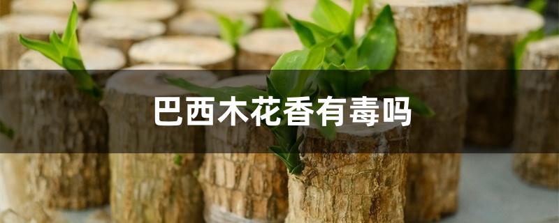 巴西木花香有毒吗 巴西木花香有毒吗