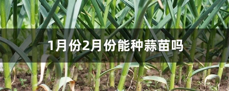 1月份2月份能种蒜苗吗 1月份2月份能种蒜苗吗