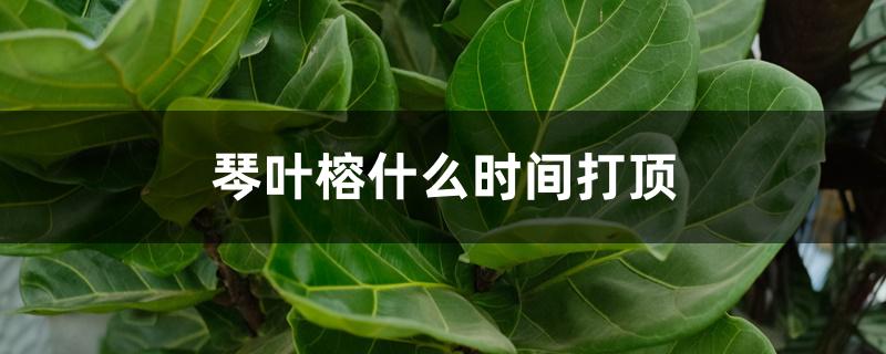 琴叶榕什么时间打顶 琴叶榕什么时间打顶