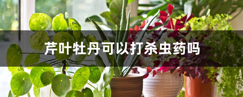 芹叶牡丹可以打杀虫药吗 芹叶牡丹可以打杀虫药吗