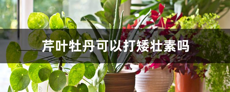 芹叶牡丹可以打矮壮素吗 芹叶牡丹可以打矮壮素吗