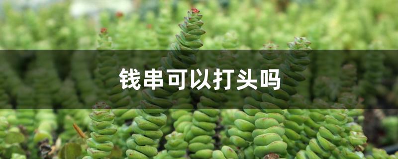 钱串可以打头吗 钱串可以打头吗