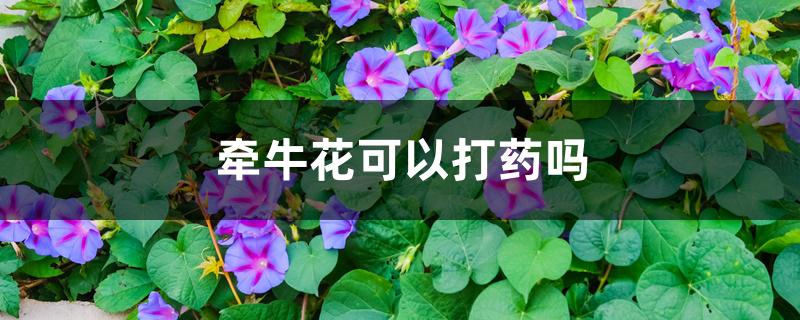 牵牛花可以打药吗 牵牛花可以打药吗