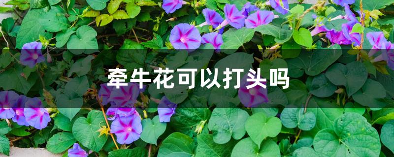 牵牛花可以打头吗 牵牛花可以打头吗