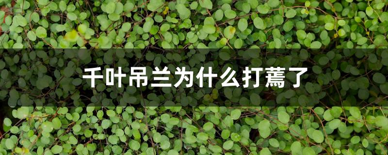 千叶吊兰为什么打蔫了 千叶吊兰为什么打蔫了
