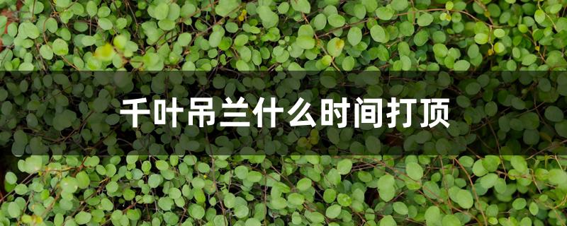 千叶吊兰什么时间打顶