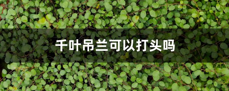 千叶吊兰可以打头吗 千叶吊兰可以打头吗