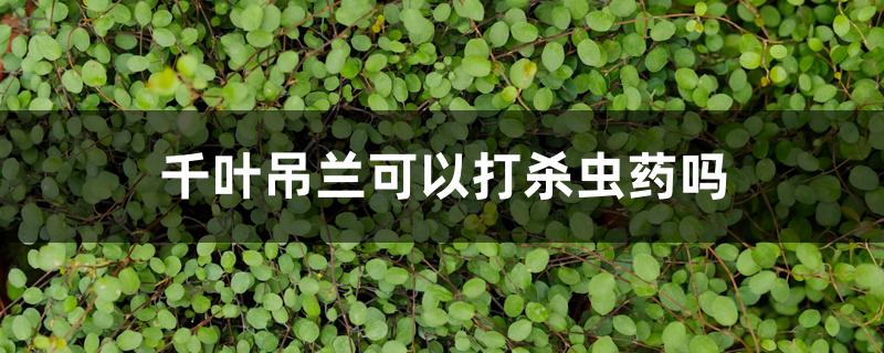 千叶吊兰可以打杀虫药吗