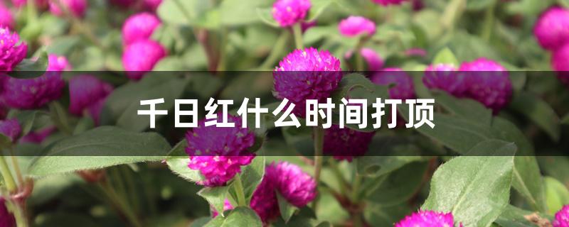 千日红什么时间打顶 千日红什么时间打顶