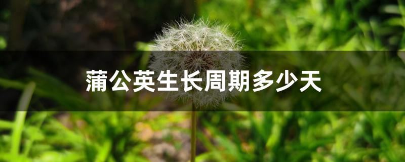蒲公英生长周期多少天 蒲公英生长周期多少天