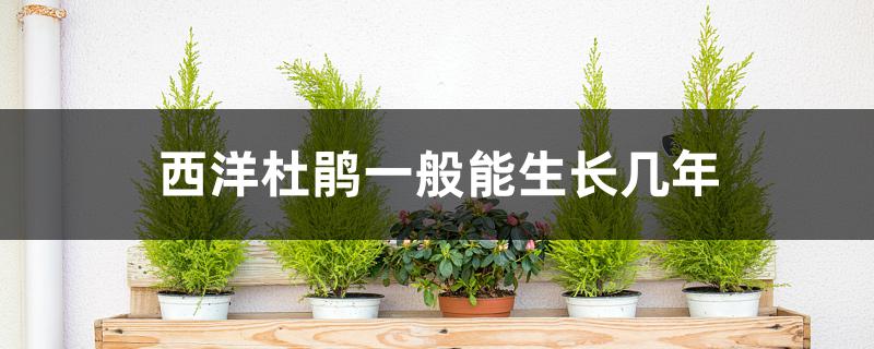 西洋杜鹃一般能生长几年 西洋杜鹃一般能生长几年