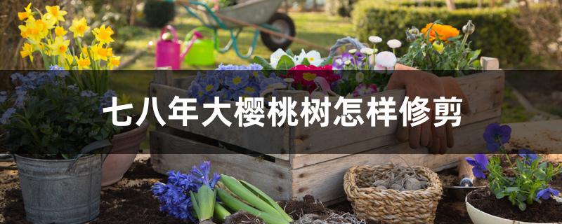 七八年大樱桃树怎样修剪 七八年大樱桃树怎样修剪