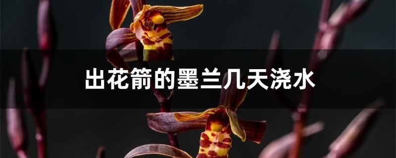 出花箭的墨兰几天浇水 出花箭的墨兰几天浇水