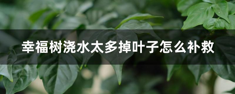 幸福树浇水太多掉叶子怎么补救 幸福树浇水太多掉叶子怎么补救