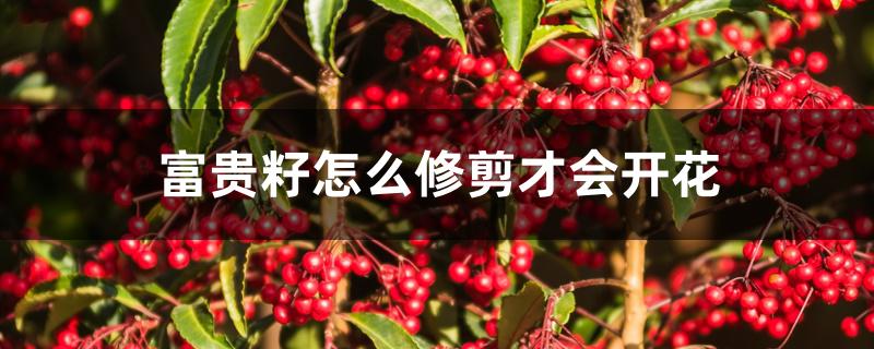 富贵籽怎么修剪才会开花 富贵籽怎么修剪才会开花