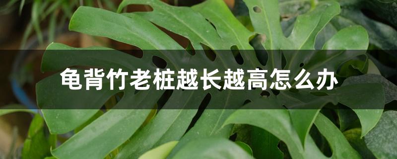 龟背竹老桩越长越高怎么办 龟背竹老桩越长越高怎么办