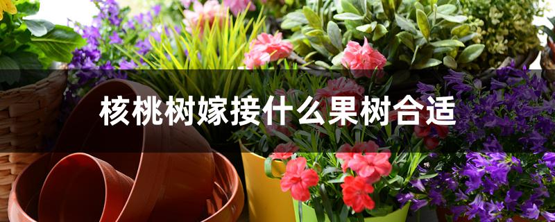 核桃树嫁接什么果树合适 核桃树嫁接什么果树合适