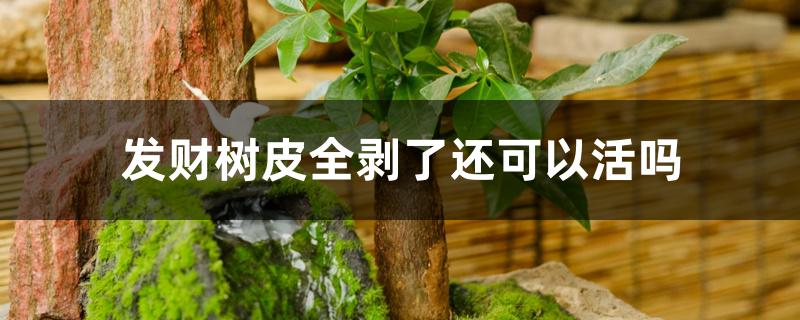 发财树皮全剥了还可以活吗 发财树皮全剥了还可以活吗