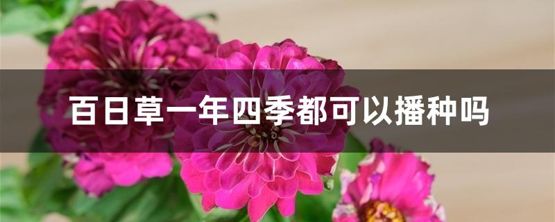 百日草一年四季都可以播种吗 百日草一年四季都可以播种吗