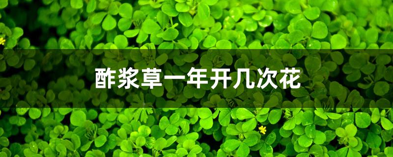 酢浆草一年开几次花 酢浆草一年开几次花