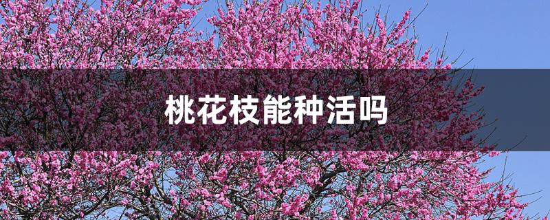 桃花枝能种活吗