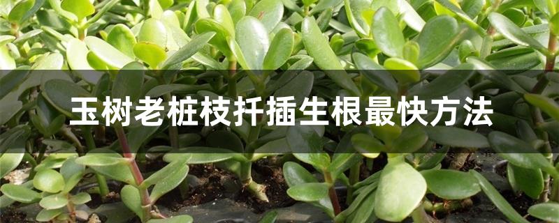 玉树老桩枝扦插生根最快方法 玉树老桩枝扦插生根最快方法