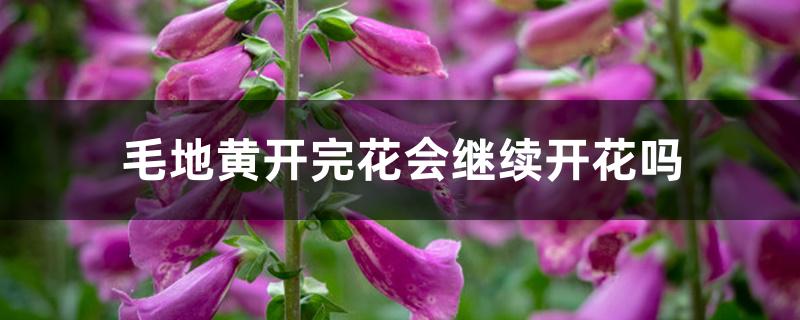 毛地黄开完花会继续开花吗 毛地黄开完花会继续开花吗