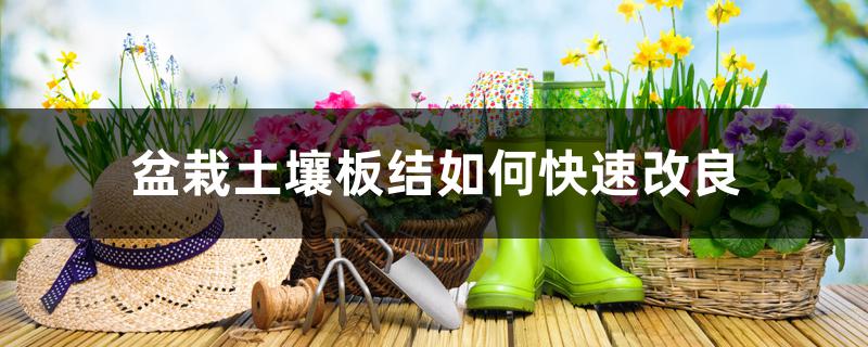 盆栽土壤板结如何快速改良 盆栽土壤板结如何快速改良