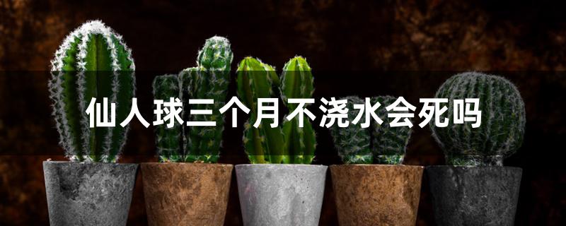 仙人球三个月不浇水会死吗 仙人球三个月不浇水会死吗