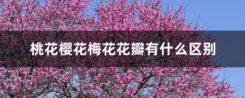 桃花樱花梅花花瓣有什么区别 桃花樱花梅花花瓣有什么区别