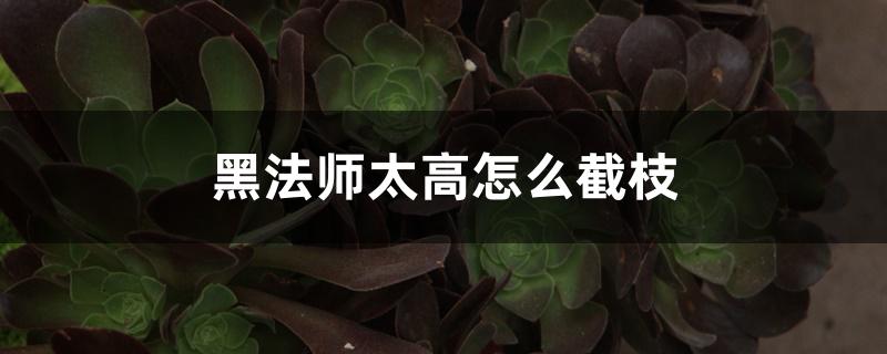 黑法师太高怎么截枝 黑法师太高怎么截枝