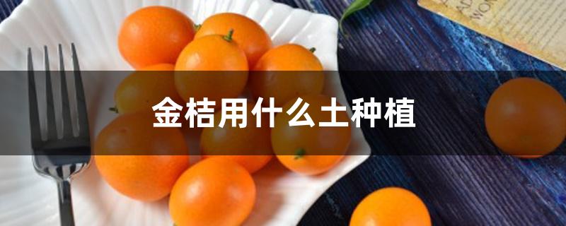 金桔用什么土种植 金桔用什么土种植