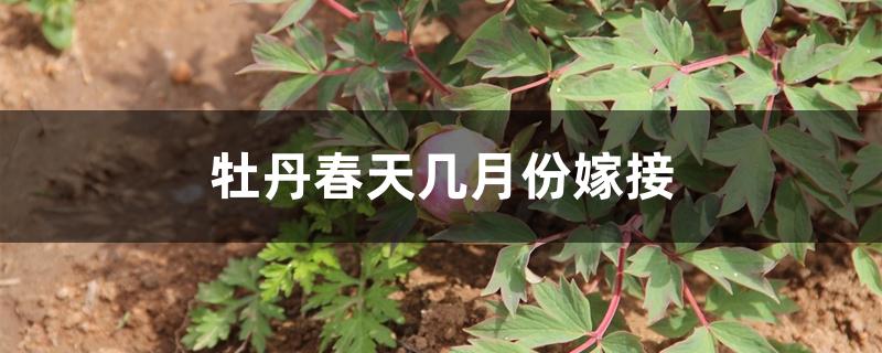 牡丹春天几月份嫁接 牡丹春天几月份嫁接