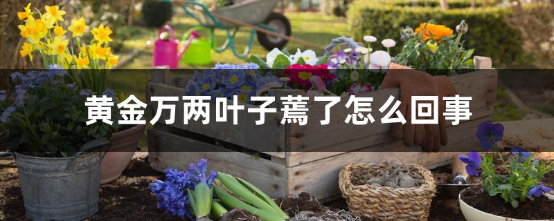 黄金万两叶子蔫了怎么回事 黄金万两叶子蔫了怎么回事