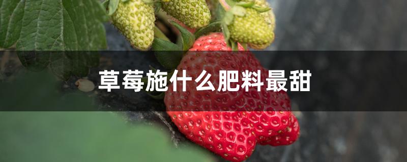 草莓施什么肥料最甜 草莓施什么肥料最甜