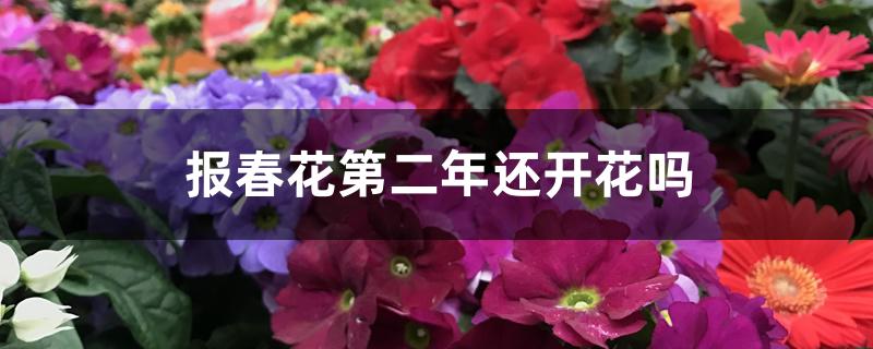 报春花第二年还开花吗 报春花第二年还开花吗