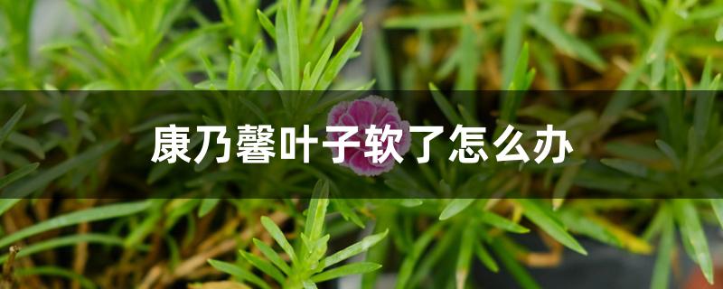 康乃馨叶子软了怎么办 康乃馨叶子软了怎么办