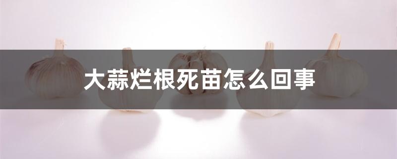 大蒜烂根死苗怎么回事 大蒜烂根死苗怎么回事