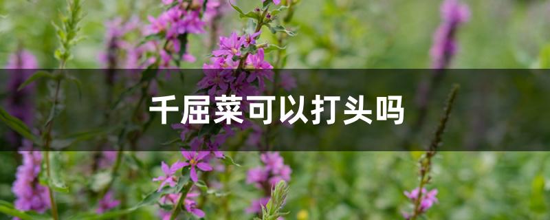 千屈菜可以打头吗 千屈菜可以打头吗