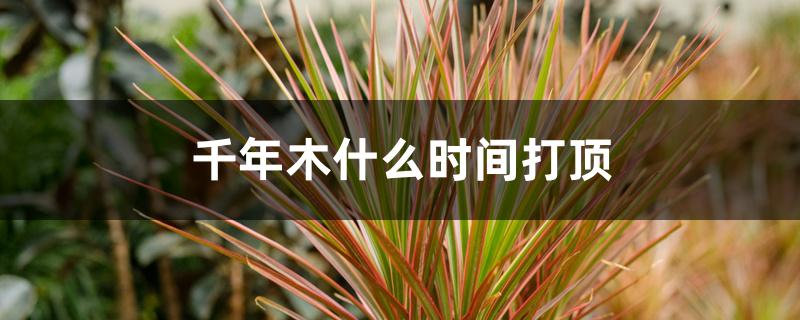 千年木什么时间打顶 千年木什么时间打顶