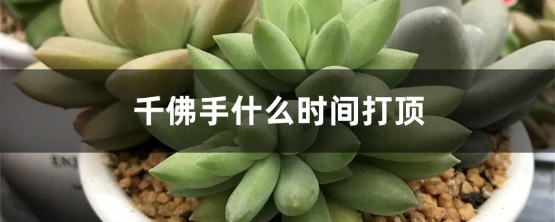 千佛手什么时间打顶 千佛手什么时间打顶