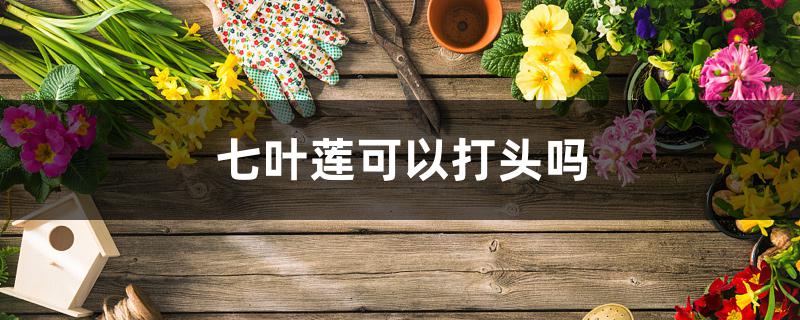 七叶莲可以打头吗 七叶莲可以打头吗