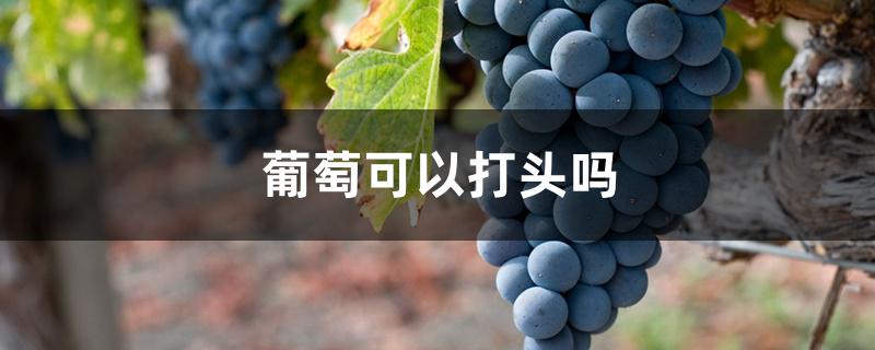 葡萄可以打头吗 葡萄可以打头吗