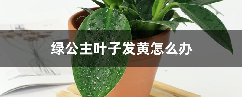 绿公主叶子发黄怎么办 绿公主叶子发黄怎么办